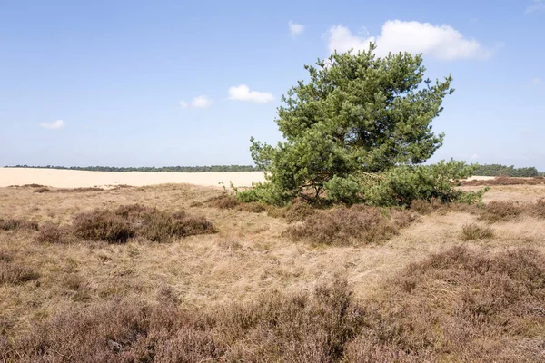 Pine tree on the heath. — Stock Photo, Image