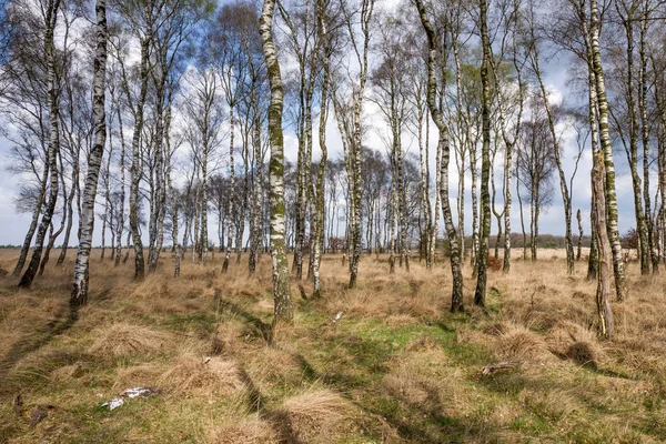 Bouleaux dans les champs. — Photo