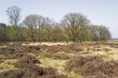 Meşe ağaçları ile araziler.