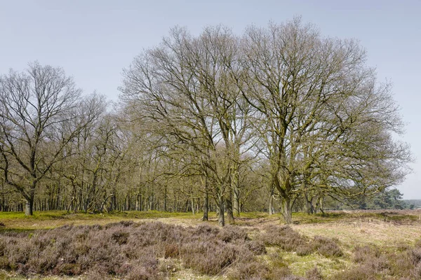 Heathland with oak trees. — Stock Photo, Image