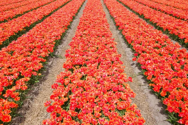 Bulbs field in Wassenaar. Royalty Free Stock Images