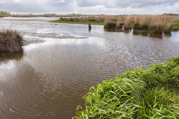 Marsh landskap i naturen våtmark grön Jonker. — Stockfoto