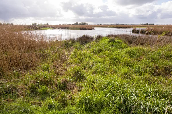 Marsh krajina v přírodě mokřadní zelené Jonker. — Stock fotografie