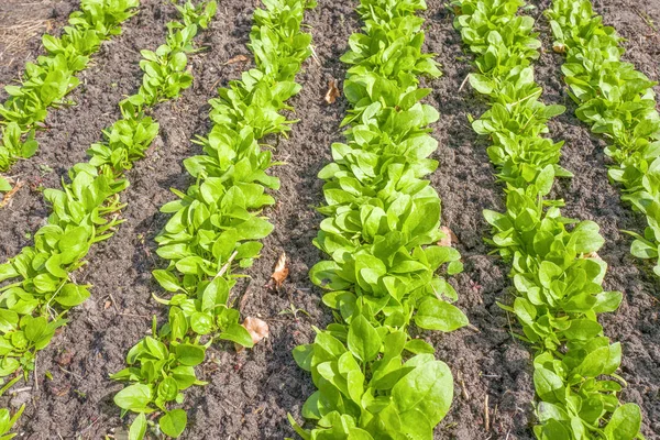 Giant Leaf spinach in the vegetable garden. Stock Image