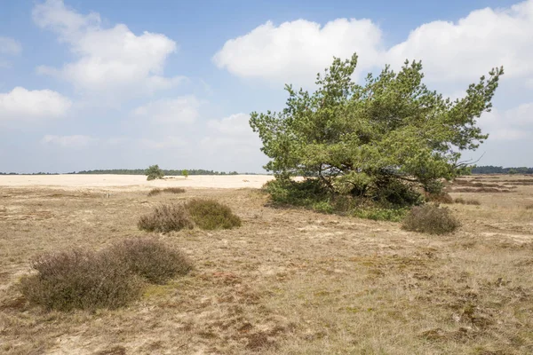 Krajobraz na Narodowego Parku Hoge Veluwe. — Zdjęcie stockowe