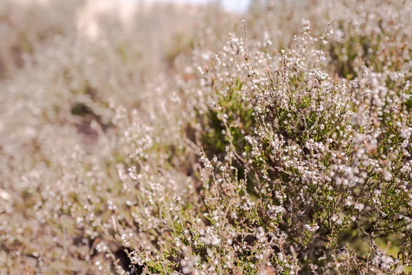 Heidepflanzen im Nationalpark Hoge Veluwe. — Stockfoto