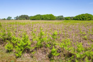 Eğrelti otları ile meşe ağaçları