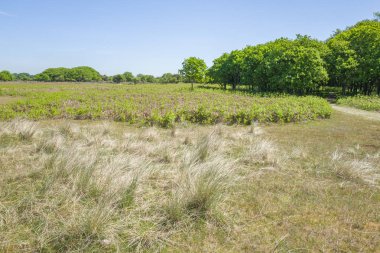 Eğrelti otları ile meşe ağaçları