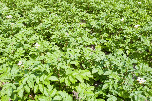 Potatoes plants in a vegetable garden. — Stock Photo, Image