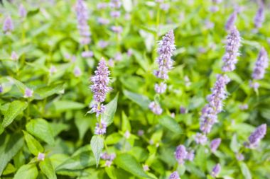 Agastache mavi servet ya da dev Hysso çiçek.