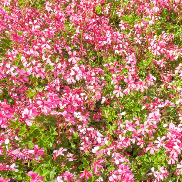 Geranium kwiaty w Leidschendam. — Zdjęcie stockowe