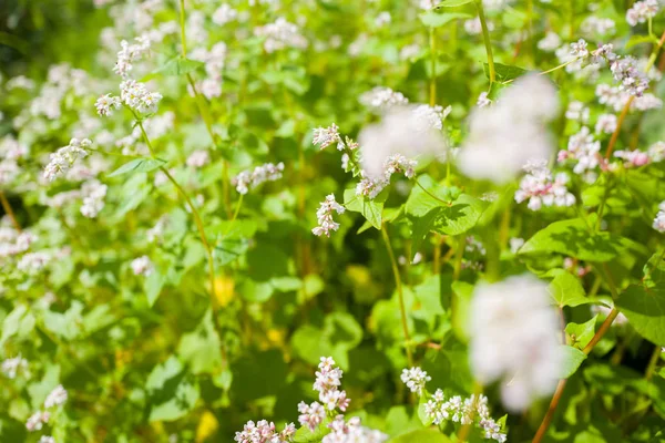 Fagopyrum esculentum plantes à fleurs . — Photo