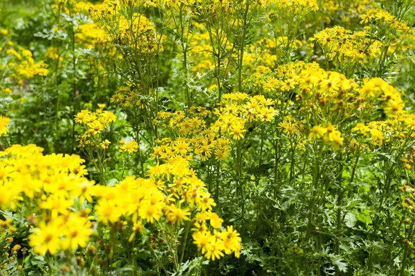 Jacobaea vulgaris növények virágzás. — Stock Fotó