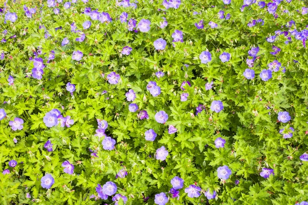 Geranium Rozanne flowers in Voorschoten. — ストック写真