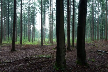 Yağmurlu bir ormandaki çam ağaçları.