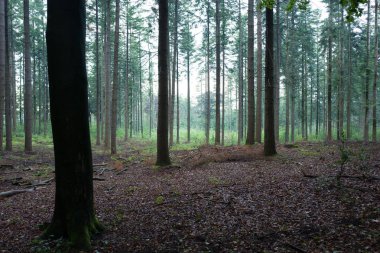 Yağmurlu bir ormandaki çam ağaçları.
