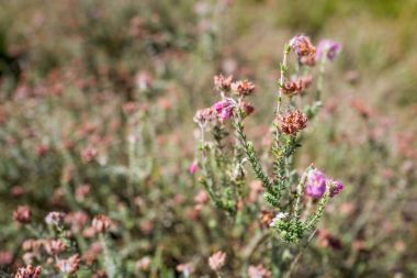 Heath bir manzarada çiçekli bitkiler.