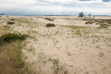 National Park Hoge Veluwe kuma ile manzara.