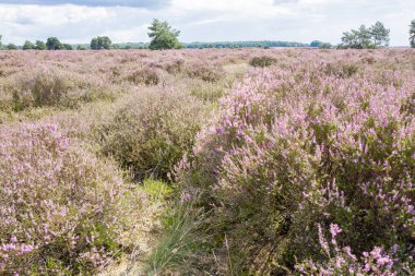 Çam ağaçları ile araziler.