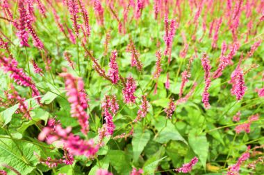 Persicaria bitkilerin çiçek.