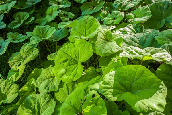 Butterbur plants in the evening light. — Stock Photo, Image