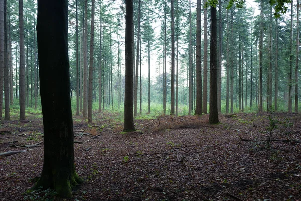 Borovice v deštivé lese. — Stock fotografie
