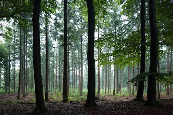 Yağmurlu bir ormandaki çam ağaçları.