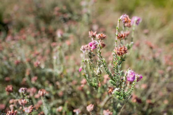 Heath plantor blomning i ett landskap. — Stockfoto