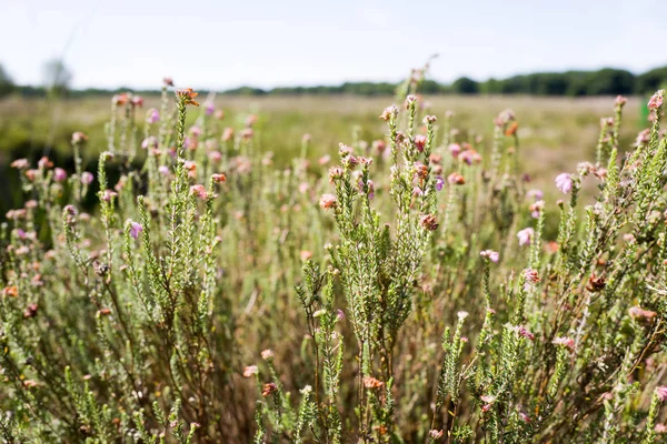 Heath plants flowering in a landscape. — Stock Photo, Image