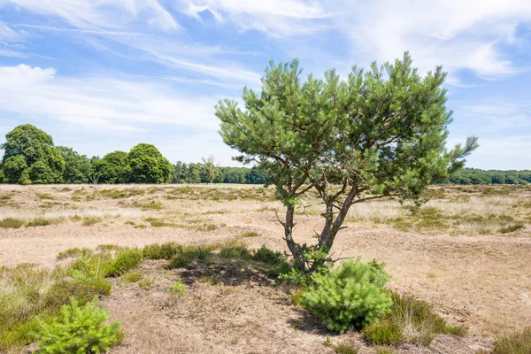 Paisaje con pino . — Foto de Stock