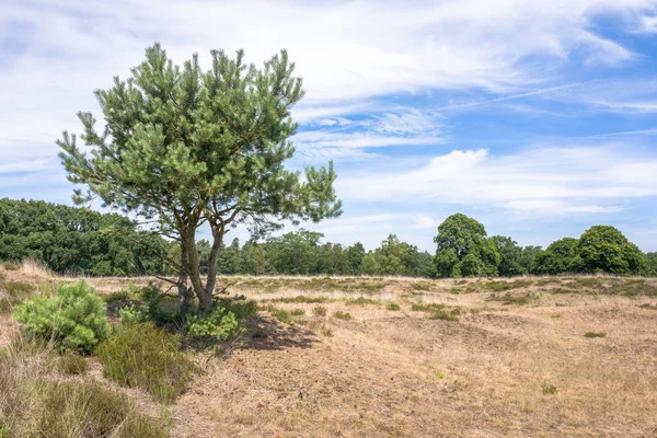 Pinheiro no Parque Nacional Hoge Veluwe . — Fotografia de Stock