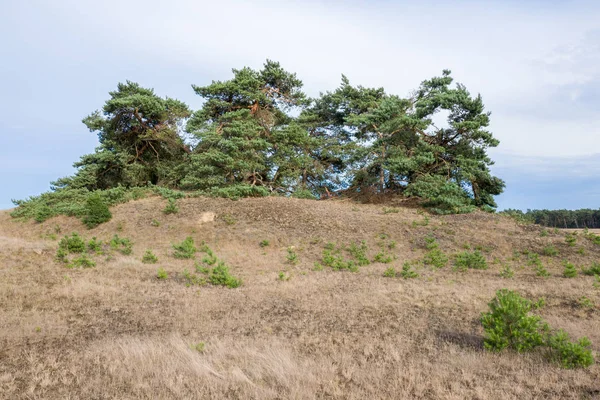 Borovice na národní Park Hoge Veluwe. — Stock fotografie