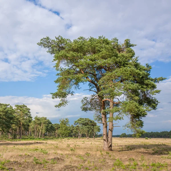 Drzewo sosny na Park Narodowy Hoge Veluwe. — Zdjęcie stockowe