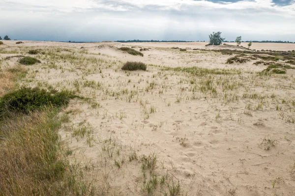 National Park Hoge Veluwe kuma ile manzara.