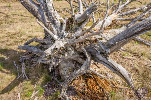 Dead pine tree on the National Park Hoge Veluwe. — Stock Photo, Image