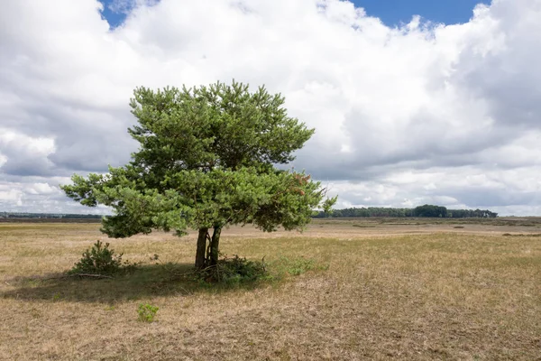 Drzewo sosny na Park Narodowy Hoge Veluwe. — Zdjęcie stockowe