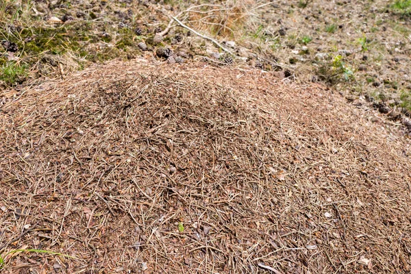 Ants nest in the wood. — Stock Photo, Image