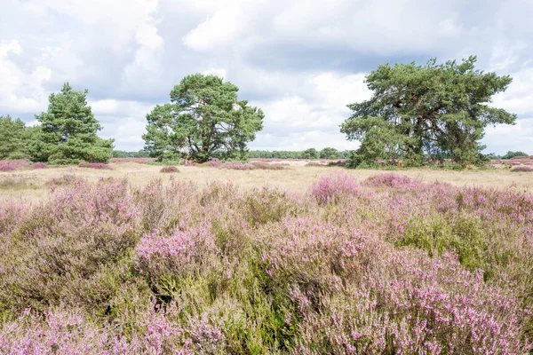 Çam ağaçları ile araziler.