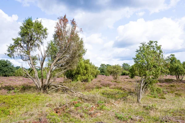 Çam ağaçları ve ardıç meyveleri manzara.