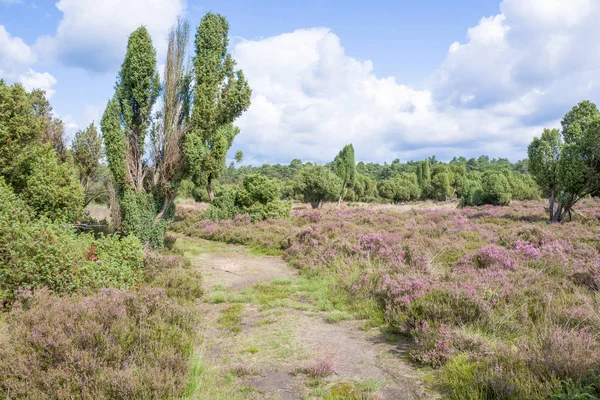 Çam ağaçları ve ardıç meyveleri manzara.