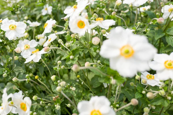 Anemone piaskowy honorine jobert kwiaty. — Zdjęcie stockowe