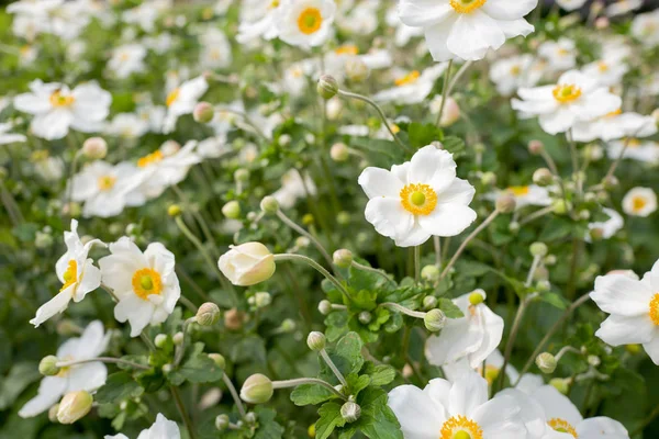 Anemone piaskowy honorine jobert kwiaty. — Zdjęcie stockowe