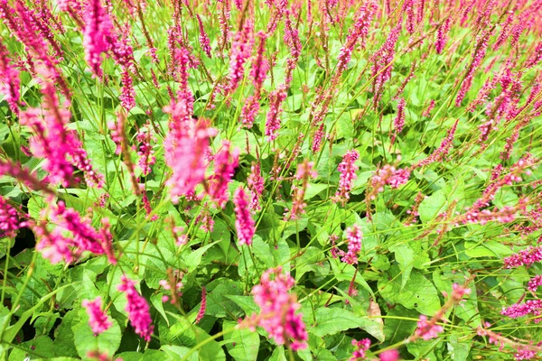 Blüten von Persikarien. — Stockfoto