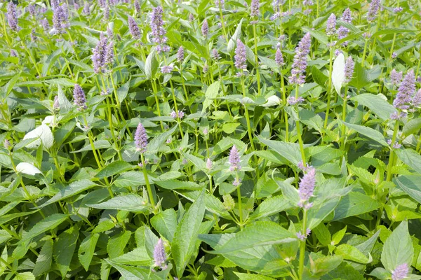 Agastache 블루 운 식물. — 스톡 사진