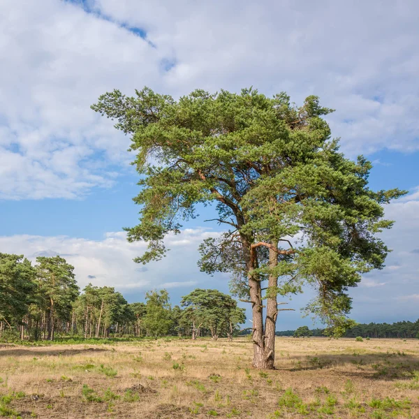 Дерево сосни на Національний парк Hoge регіоні Veluwe. Стокова Картинка