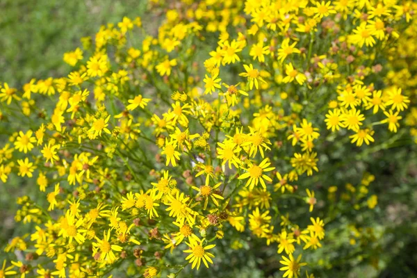 Hoge Veluwe 네덜란드에서 Jacobaea Vulgaris 스톡 사진