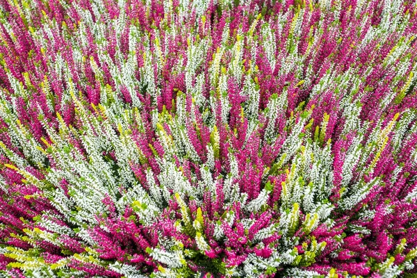 Calluna Vulgaris plantas en un centro de jardín De Bosrand . — Foto de Stock