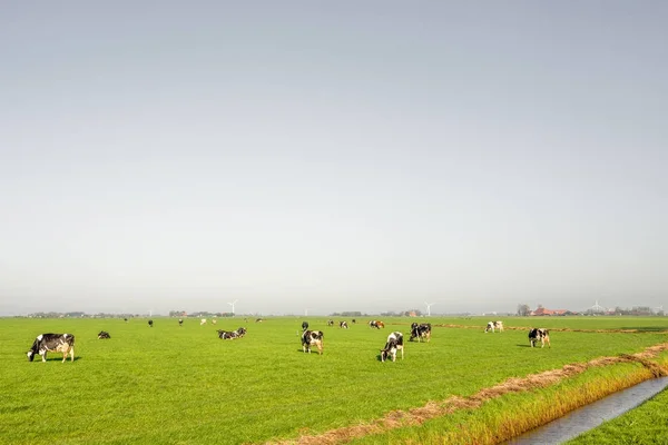 Pasture at Heeg in Friesland. — Stock Photo, Image