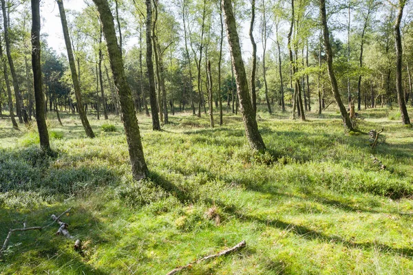 Floresta com bétulas e mirtilos . — Fotografia de Stock