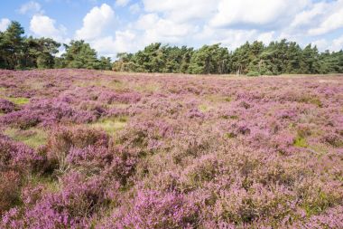 Çam ağaçları ile araziler.